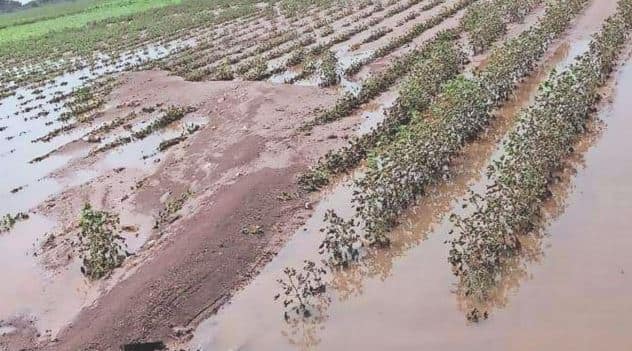 Unseasonal rain forcast in Gujarat  Gujarat: ગુજરાતમાં ફરી કમોસમી વરસાદ વરસશે, જાણો હવામાન વિભાગે  શું કરી આગાહી?