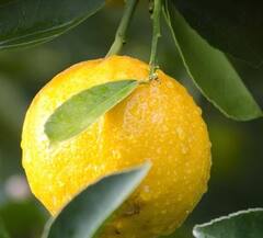 Lemon : राज्यात उन्हाचा चटका वाढला, लिंबाच्या दरात वाढ