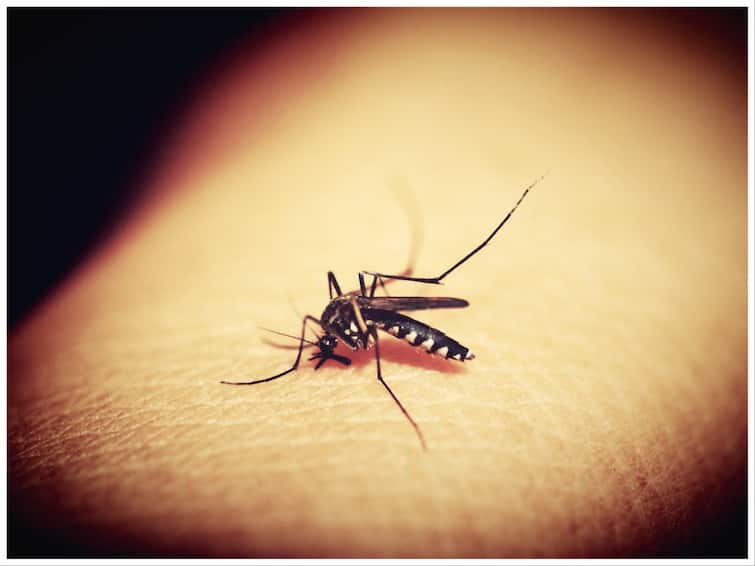 Why do mosquitoes bite some people more this is the reason behind this क्या आपको भी मच्छर ज्यादा काटते हैं? तो जान लीजिए ऐसा क्यों होता है...