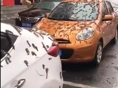 क्या सच में चीन की सड़कों पर हो रही है कीड़ों की बारिश? देखिए वायरल वीडियो