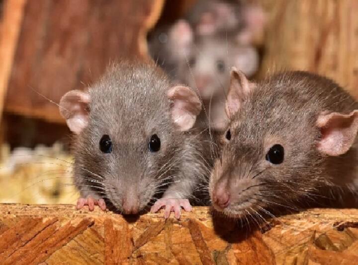 New York City Rats Can Carry Covid Variants, New Study Finds எலிகள் மூலம் புதிய வகை கொரோனா..? ஆராய்ச்சியாளர்கள் எச்சரிக்கை