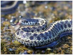 यहां हर थोड़ी सी दूर पर है 100 से ज्यादा सांप, अब तो जाना भी है बैन! पढ़िए दुनिया की अजीबोगरीब जगहों के बारे में