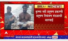 Krishna River Pollution : कृष्णा नदीत रसायनयुक्त पाण्यामुळे माशांचा मृत्यू, डिस्टिलरीवर कारवाई