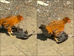 चूजों को खाने आया था कौवा, मुर्गी ने पटक-पटक कर कौवे की हालत खराब कर दी