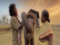 Know Where Was Oscar-Winning Indian Documentary 'The Elephant Whisperers' Filmed. In Pics