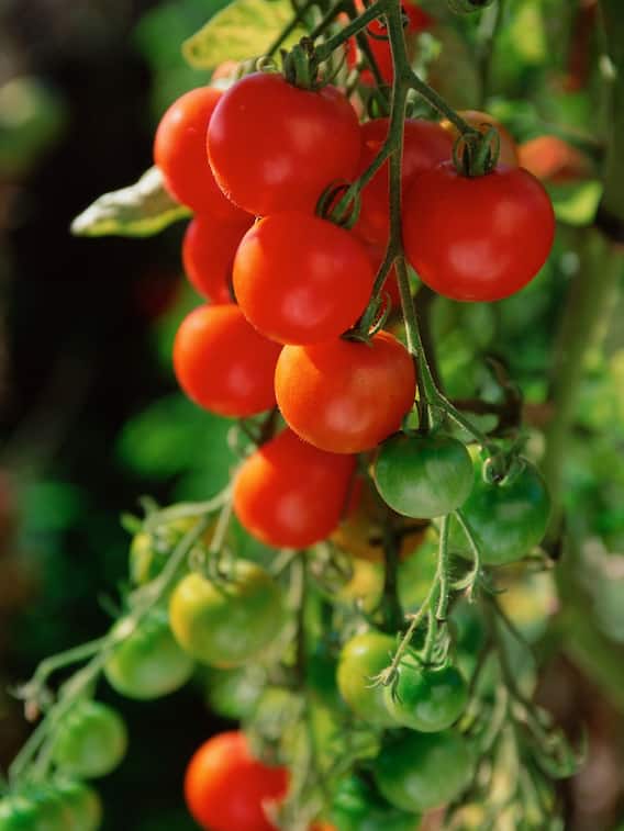 Gardening Tips: गर्मियों की ये सब्जियां अब ताजा गमले में उगाएं