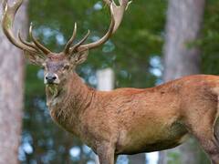 जम्मू-कश्मीर के राजकीय पशु हंगुल की गणना के लिए 6 दिन बंद रहेगा यह उद्यान, घूमने आने से पहले जरूर पढ़ लें ये खबर
