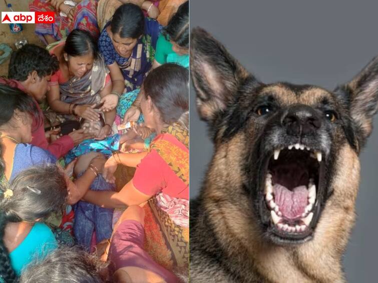 Boy Dies in Dogs Attack: తెలంగాణలో మరో దారుణం, వీధి కుక్కల దాడిలో బాలుడు మృతి Khammam Crime 5 year old Boy Dies in Dogs Attack while shifting to Hyderabad hospital Boy Dies in Dogs Attack: తెలంగాణలో మరో దారుణం, వీధి కుక్కల దాడిలో బాలుడు మృతి