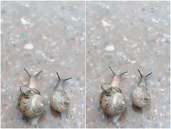 बेटे को पीठ पर लेकर चलने लगा घोंघा, इंटरनेट पर शेयर हो रहा है ये खूबसूरत वीडियो