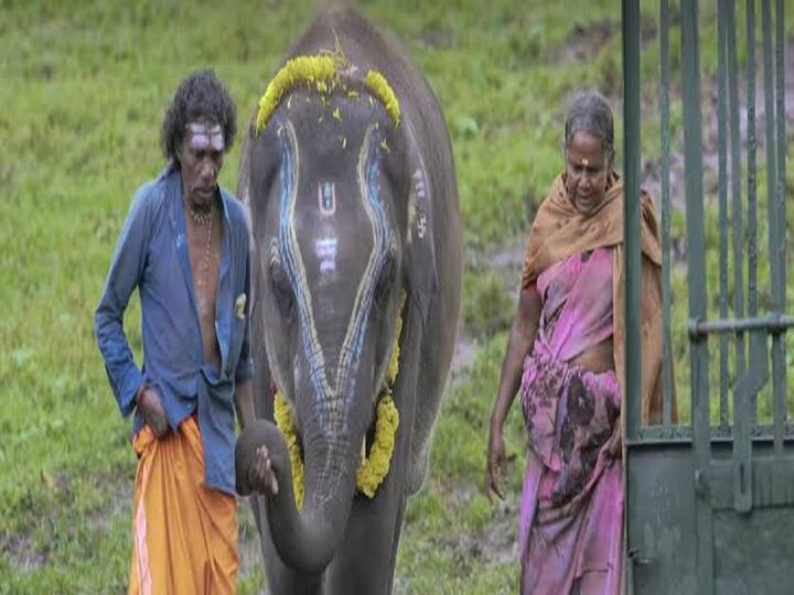 Know Where Was Oscar-Winning Indian Documentary 'The Elephant ...