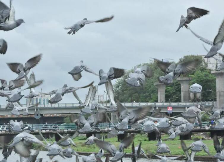 Pune Dove : Be careful if Pune people are feeding pigeons with grains;  A fine of Rs