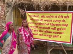 अमरोहा में किसान पर टूटा भू-माफियाओं का कहर, रातों-रात उजाड़ दी कई बीघा फसल, शिकायत दर्ज