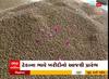 Amreli: અમરેલીમાં આજથી ચણાની ટેકાના ભાવે ખરીદી શરુ