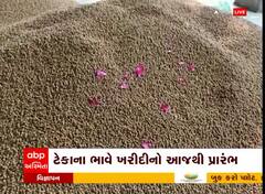 Amreli: અમરેલીમાં આજથી ચણાની ટેકાના ભાવે ખરીદી શરુ