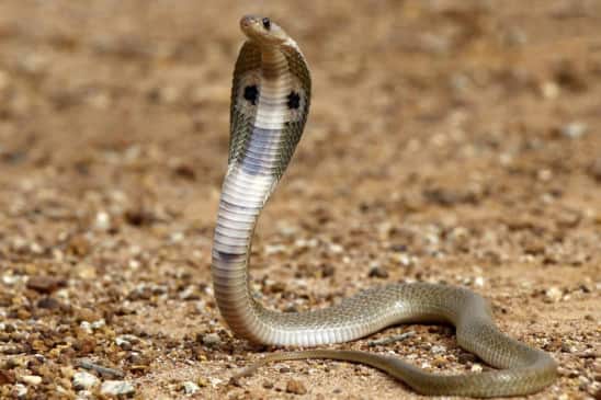 cobra snake died after biting a policeman in jamtara ਆਦਮੀ ਦੇ ਕੱਟਣ ਤੋਂ ਬਾਅਦ ਖੁਦ ਵੀ ਤੜਫ-ਤੜਫ ਕੇ ਮਰ ਗਿਆ ਕੋਬਰਾ