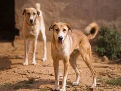 शिमला में आवारा कुत्तों के आतंक से सहमे लोग, काम से लौट रहे शख्स को किया बुरी तरह घायल