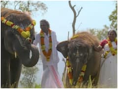 ऑस्कर विनिंग फिल्म 'द एलिफेंट व्हिस्परर्स' ओटीटी के किस प्लेटफॉर्म पर अवेलेबल है? जानिए यहां