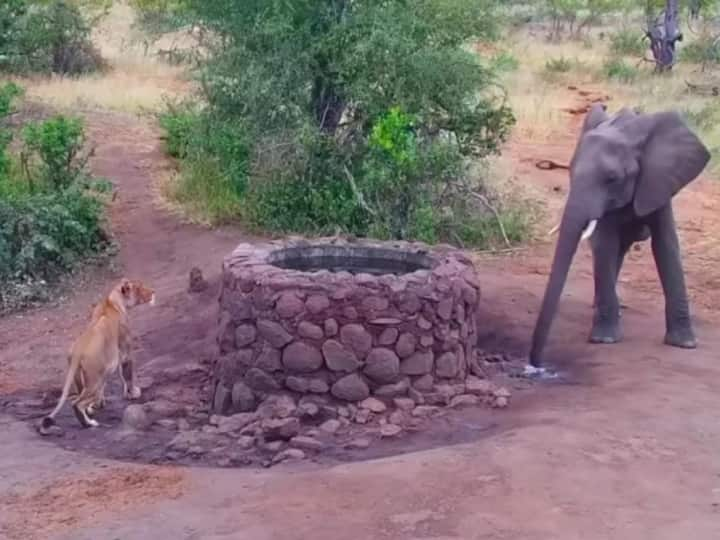 lioness hid behind the well after seeing Elephant sherni ka viral video Video: हाथी को आता देख कुएं के पीछे छिप गई शेरनी, अगले ही पल गजराज ने दौड़ा लिया