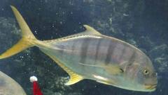 બિહારમાં મળી રહી છે બેસ્ટ Aquarium Fish, માછીમારોને થઈ રહ્યો છે લાખોનો નફો