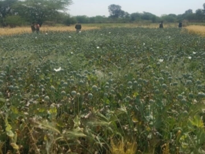 Udaipur: 'काले सोने' की अवैध खेती का खुलासा, पुलिस रेड में पौधों से बरामद हुई 800 किलो से ज्यादा अफीम