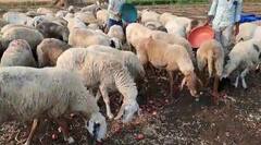 Onion : कांद्याच्या दरात घसरण, एक एकरमधील कांदा टाकला मेंढरांसमोर