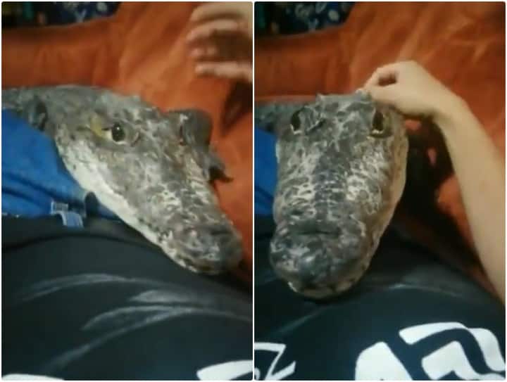 Man is seen caressing a baby crocodile like a pet dog in viral video Video: चुपचाप शख्स के पेट पर आकर बैठ गया मगरमच्छ! फिर क्या हुआ... वो आप वीडियो में देख लीजिए
