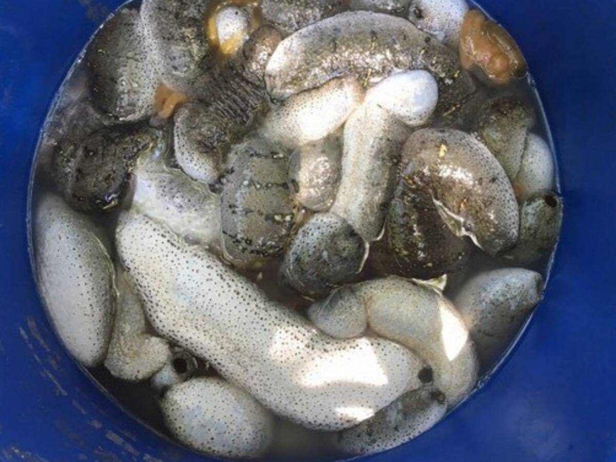Tamil Nadu Fishermen To Stage Protest In Delhi Against Ban On Fishing Sea Cucumber