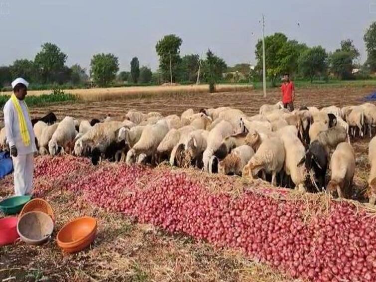 Maharashtra agriculture news Fall in the price of onion farmer left the sheep in the onion crop in chhatrapati sambhaji nagar Onion Price : कांद्याच्या दरात घसरण, बळीराजाच्या डोळ्यात पाणी; एक एकरमधील कांदा टाकला मेंढरांसमोर 