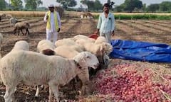 Onion : कांद्याच्या दरात घसरण, एक एकरमधील कांदा टाकला मेंढरांसमोर