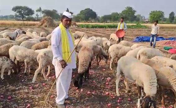 देशात सर्व राज्यांमध्ये कांद्याची पेरणी केली जाते. राष्ट्रीय उत्पादनात सुमारे 43 टक्के वाट्यासह महाराष्ट्र आघाडीवर आहे.