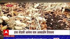 Nandurbar Rain : नंदुरबारमध्ये अवकाळी पाऊस; गहू, ज्वारी आणि हरभऱ्याचं मोठ्याप्रमाणात नुकसान