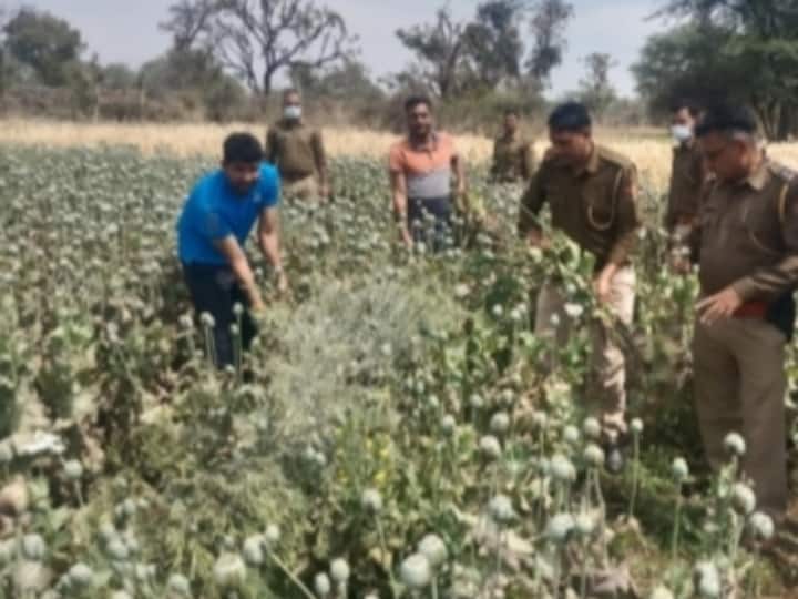 Udaipur Rajasmand police raid on illegal opium farming found black gold ann Udaipur: 'काले सोने' की अवैध खेती का खुलासा, पुलिस रेड में पौधों से बरामद हुई 800 किलो से ज्यादा अफीम