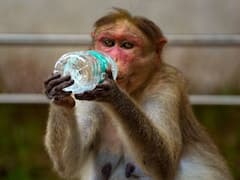 IMD Weather Update:  अगले 4 दिनों तक कैसा रहेगा मौसम? सताएगी गर्मी या मिलेगी राहत, जानें