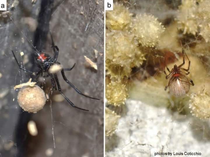 Black Widow Spiders Declining Due to Even Deadlier Brown Widows, Suggests Study Black Widow Spiders Declining Due to Even Deadlier Brown Widows, Suggests Study