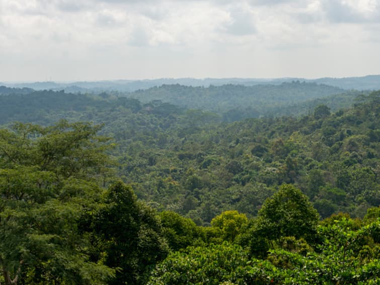 Why Indonesia Is Moving Its Capital To The Rainforests Of Borneo