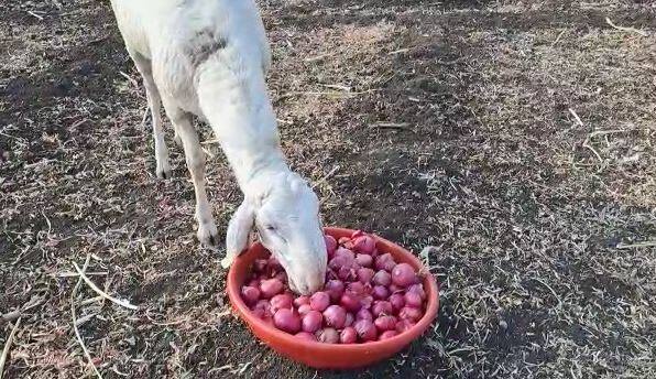 सध्या कांद्याला मिळणाऱ्या दरातून शेतकऱ्यांचा उत्पादन खर्चही निघत नसल्यानं शेतकरी संकटात सापडला आहे.