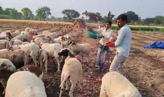 सध्या कांदा उत्पादक शेतकरी अडचणीत सापडला आहे. दरात वाढ होण्याची शेतकरी प्रतिक्षा  करत आहेत.