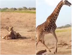 जिराफ के बच्चे पर शेरनी ने किया हमला, तभी मां ने ऐसे रिएक्ट किया कि शेरनी को वहां से भागना पड़ा