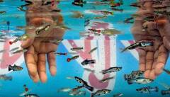 બિહારમાં મળી રહી છે બેસ્ટ Aquarium Fish, માછીમારોને થઈ રહ્યો છે લાખોનો નફો