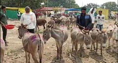 Ahmednagar News:   मढी यात्रेत भरला गाढवांचा बाजार