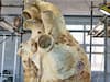 Harsh Goenka Shares Picture Of Blue Whale's Heart Weighing 181 Kg, Internet Is Amazed