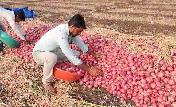छत्रपती संभाजीनगर जिल्ह्यातील वैजापूर तालुक्यात कांद्याचे पीक घेणारे अनेक शेतकरी आहेत. त्यांच्या डोळ्यात कांद्यानं पाणी आणलं आहे.