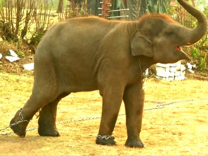 Fans Flock To Theppakadu To Meet Raghu From Oscar-Winning 'The Elephant Whisperers' Fans Flock To Theppakadu To Meet Raghu From Oscar-Winning 'The Elephant Whisperers'