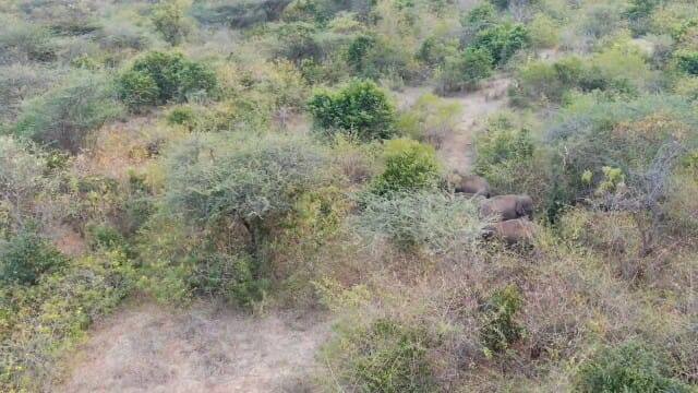 தாயை தேடி அலைந்த  குட்டிகள் யானை கூட்டத்துடன் சேர்ந்தது - மகிழ்ச்சியில் வனத்துறை
