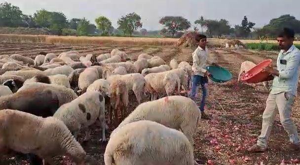 Onion Price : कांद्याच्या दरात घसरण, बळीराजाच्या डोळ्यात पाणी; एक एकरमधील कांदा टाकला मेंढरांसमोर 