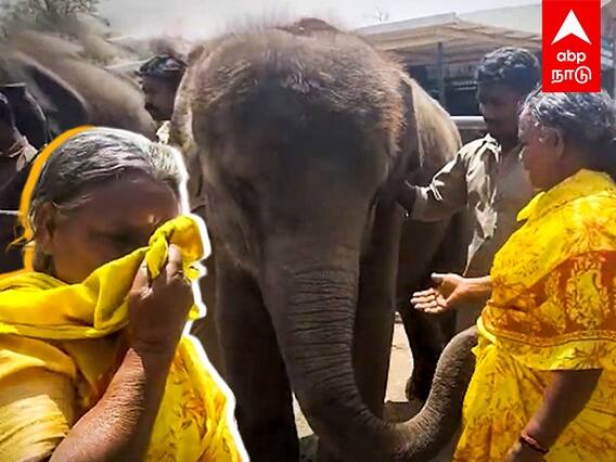 Bellie Visit Bommi Elephant : ”தாயின் கண்ணீர்..”பொம்மி யானையை சந்தித்த பெள்ளி !