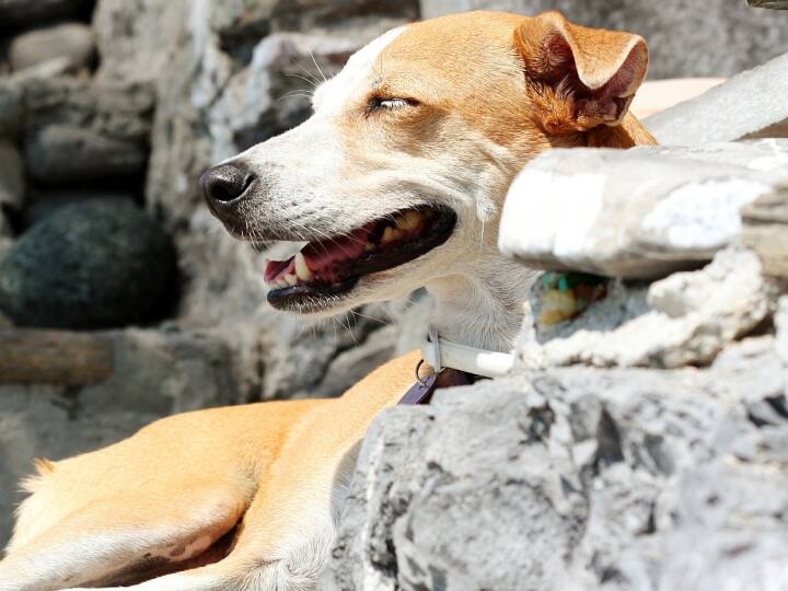 Dog Shelter In Noida Sector 50 Noida Authority Inauguration relief for people ANN Stray Dogs: आवारा कुत्तों से हैं परेशान? नोएडा अथॉरिटी के इस कदम से लोगों को मिलेगी राहत