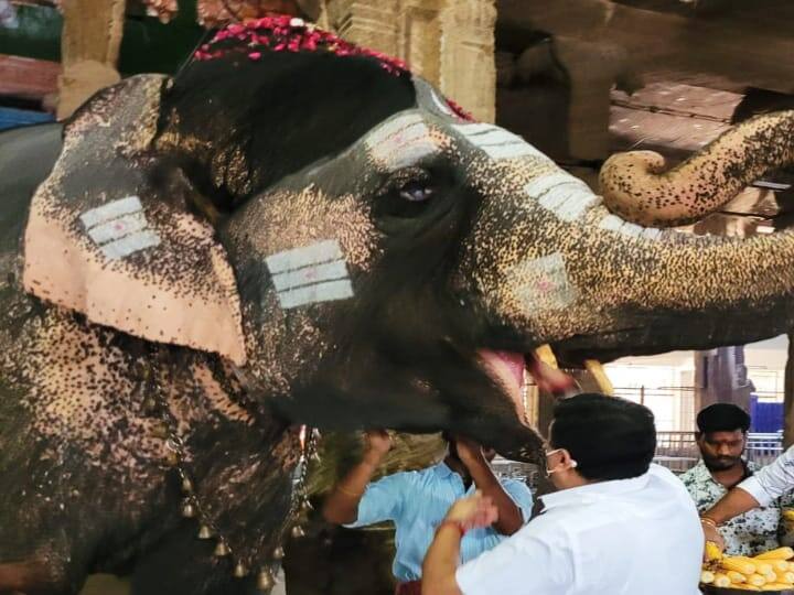 மீனாட்சியம்மன் கோயில் யானை உடல்நிலை வேகமாக சீராகி வருகிறது - நிதியமைச்சர் பழனிவேல் தியாகராஜன் Meenakshiyamman temple elephant Parvathi's condition is improving fast - Finance Minister Palanivel Thiagarajan informed TNN மீனாட்சியம்மன் கோயில் யானை உடல்நிலை வேகமாக சீராகி வருகிறது - நிதியமைச்சர் பழனிவேல் தியாகராஜன்