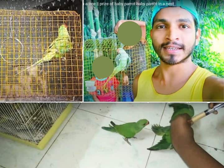 Assam Youtuber Arrested For Capturing Parakeets, Offering Them For Sale Online Assam YouTuber Arrested For Capturing Parakeets, Offering Them For Sale Online