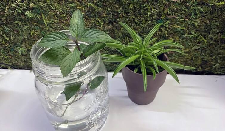 These herbs can also be grown at home, giving a unique look along with health benefits Herbal plants: આ હર્બ્સને ઘરે  પણ ઉગાડી શકો છો, સ્વાસ્થ્યના લાભ સાથે આપશે યુનિક લૂક